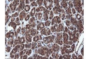 Image no. 5 for anti-Proteasome Subunit alpha 6 (PSMA6) antibody (ABIN1500465)