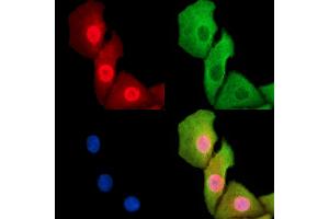 ABIN7095242 and ABIN7099299 staining Hela cells by IF/ICC. (RNF43 anticorps)