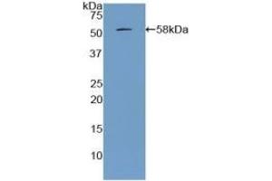 Detection of Recombinant APOA1, Porcine using Polyclonal Antibody to Apolipoprotein A1 (APOA1) (APOA1 anticorps  (AA 25-265))