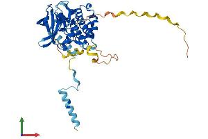 AlphaFold protein structure predicition of Mouse Recombinant Mapkapk2 Protein, UniprotID P49138