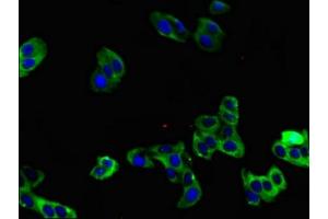 Immunofluorescent analysis of HepG2 cells using ABIN7164301 at dilution of 1:100 and Alexa Fluor 488-congugated AffiniPure Goat Anti-Rabbit IgG(H+L)