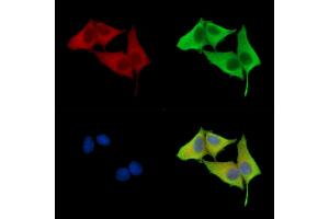 ABIN7096821 and ABIN7100887 staining HepG2 cells by IF/ICC. (IMPA2 anticorps)