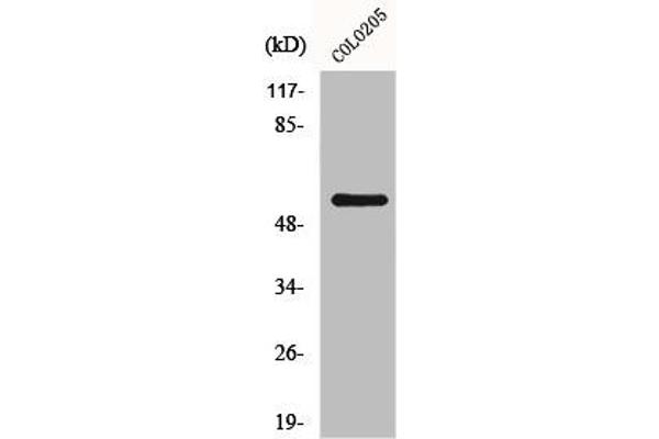 GRK7 anticorps  (Internal Region)
