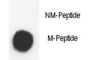 Dot blot analysis of phospho-Histone H3. (Histone H3.3 anticorps  (AA 1-30))