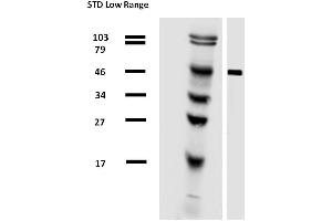 Western blotting analysis of alpha-tubulin in porcine brain lysate by antibody TU-01 biotin.