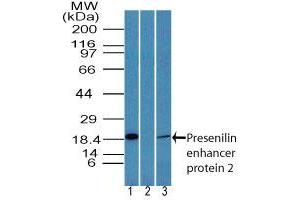 Image no. 1 for anti-Presenilin Enhancer 2 Homolog (PSENEN) (AA 1-50) antibody (ABIN960316) (PEN2 anticorps  (AA 1-50))