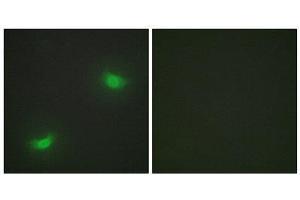 Immunofluorescence (IF) image for anti-Dual Specificity Phosphatase 16 (DUSP16) (C-Term) antibody (ABIN1849942)