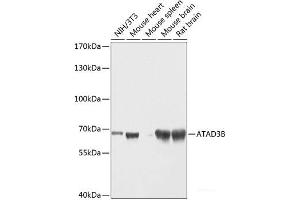 Western blot analysis of extracts of various cell lines using ATAD3B Polyclonal Antibody at dilution of 1:1000. (ATAD3B anticorps)