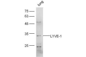 Mouse lung lysates probed with Rabbit Anti-LYVE-1 Polyclonal Antibody, Unconjugated  at 1:5000 for 90 min at 37˚C. (LYVE1 anticorps  (AA 231-318))