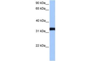Western Blotting (WB) image for anti-Lactate Dehydrogenase C (LDHC) antibody (ABIN2463575) (Lactate Dehydrogenase C anticorps)