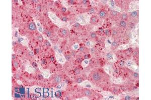 ABIN5539613 (5µg/ml) staining of paraffin embedded Human Liver.