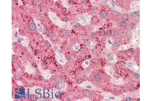 ABIN5539613 (5µg/ml) staining of paraffin embedded Human Liver. (RPL23 anticorps  (C-Term))