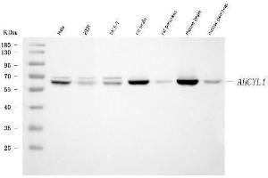Western blot analysis of IRBIT/AHCYL1 using anti-IRBIT/AHCYL1 antibody (ABIN7600029).