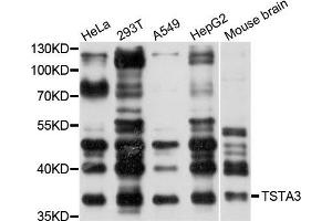 Western blot analysis of extracts of various cells, using TSTA3 antibody. (TSTA3 anticorps)
