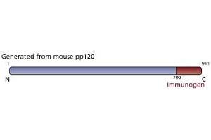 Image no. 3 for anti-Catenin (Cadherin-Associated Protein), delta 1 (CTNND1) (AA 326-632) antibody (ABIN967771) (CTNND1 anticorps  (AA 326-632))