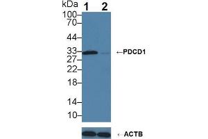 Western blot analysis of (1) Wild-type Jurkat cell lysate, and (2) PDCD1 knockout Jurkat cell lysate, using Rabbit Anti-Human PDCD1 Antibody (3 µg/ml) and HRP-conjugated Goat Anti-Mouse antibody (