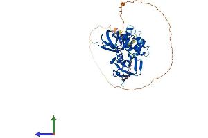 AlphaFold protein structure predicition of Mouse Recombinant Pyhin1 Protein, UniprotID Q8BV49