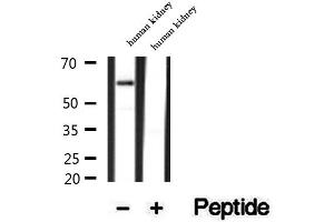 Western blot analysis of extracts of human kidney tissue, using SRP68 antibody. (SRP68 anticorps  (C-Term))