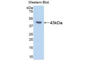 Western Blotting (WB) image for anti-Pepsinogen C (PGC) (AA 17-392) antibody (ABIN1078428) (PGC anticorps  (AA 17-392))