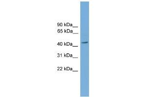 WB Suggested Anti-PIGA Antibody Titration:  0. (PIGA anticorps  (Middle Region))