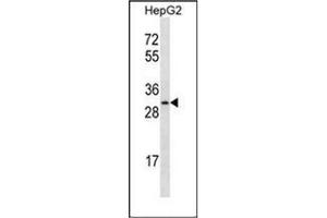 Western blot analysis of OR4C12 Antibody (C-term) in HepG2 cell line lysates (35ug/lane). (OR4C12 anticorps  (C-Term))