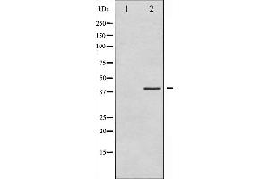 Western blot analysis of eIF2 alpha expression in IFN-α treated K562 whole cell lysates,The lane on the left is treated with the antigen-specific peptide. (EIF2S1 anticorps  (N-Term))