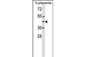 ZN Antibody (Center) (ABIN1537783 and ABIN2849919) western blot analysis in human placenta tissue lysates (35 μg/lane). (ZNF558 anticorps  (AA 120-147))
