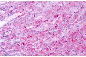 Anti-BEST4 antibody IHC staining of human stomach.