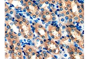 IHC-P analysis of Mouse Kidney Tissue, with DAB staining. (Peroxiredoxin 5 anticorps  (AA 49-210))