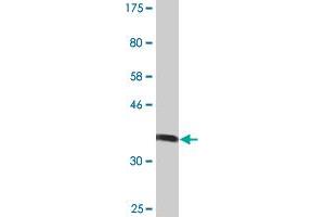 Western Blot detection against Immunogen (36.
