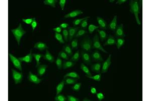 Immunofluorescence analysis of A549 cells using APEX1 antibody (ABIN6291253). (APEX1 anticorps)