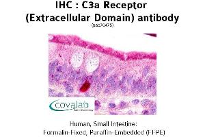 Image no. 2 for anti-Complement Component 3a Receptor 1 (C3AR1) (2nd Extracellular Domain) antibody (ABIN1732492) (C3AR1 anticorps  (2nd Extracellular Domain))