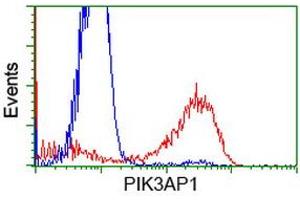 HEK293T cells transfected with either RC214125 overexpress plasmid (Red) or empty vector control plasmid (Blue) were immunostained by anti-PIK3AP1 antibody (ABIN2453461), and then analyzed by flow cytometry. (PIK3AP1 anticorps)