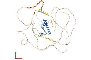 AlphaFold protein structure predicition of Human Recombinant MEF2D Protein, UniprotID Q14814