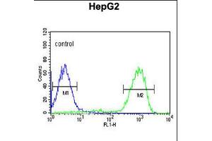 Flow cytometric analysis of HepG2 K10cells (right histogram) compared to a negative control cell (left histogram). (OPN1MW anticorps  (N-Term))
