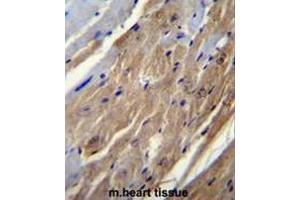 FGF16 Antibody (N-term) immunohistochemistry analysis in formalin fixed and paraffin embedded mouse heart tissue followed by peroxidase conjugation of the secondary antibody and DAB staining. (FGF16 anticorps  (N-Term))