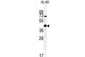 Western Blotting (WB) image for anti-FK506 Binding Protein Like (FKBPL) antibody (ABIN3002248)