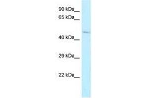 Image no. 1 for anti-Aldehyde Dehydrogenase 3 Family, Member B2 (ALDH3B2) (AA 216-265) antibody (ABIN6747900) (ALDH3B2 anticorps  (AA 216-265))
