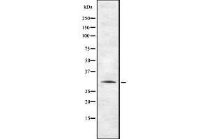 Western blot analysis of TAS2R12 using HepG2 whole cell lysates (TAS2R12 anticorps)