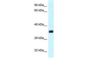 Image no. 1 for anti-Solute Carrier Family 25, Member 33 (SLC25A33) (AA 146-195) antibody (ABIN6747621) (SLC25A33 anticorps  (AA 146-195))