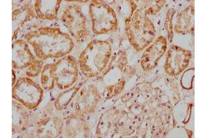 IHC image of ABIN7143765 diluted at 1:300 and staining in paraffin-embedded human kidney tissue performed on a Leica BondTM system. (MGAT4B anticorps  (AA 380-522))