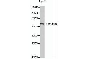HSD11B2 Antikörper