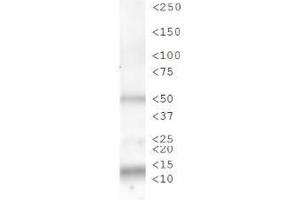 Western Blot of Rabbit Anti-Histone H3 [p Ser28] Antibody. (Histone 3 anticorps  (pSer28))