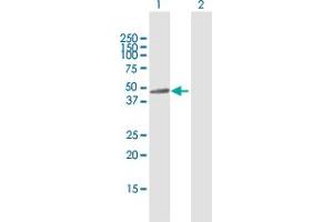 Western Blot analysis of SIRT7 expression in transfected 293T cell line by SIRT7 MaxPab polyclonal antibody.