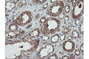 Image no. 7 for anti-Trafficking Protein Particle Complex 4 (TRAPPC4) antibody (ABIN1501265)