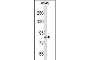 ASPH Antibody (Center) (ABIN656707 and ABIN2845938) western blot analysis in A549 cell line lysates (35 μg/lane). (Aspartate beta Hydroxylase anticorps  (AA 294-323))