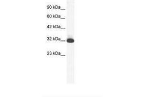 Image no. 1 for anti-Serotonin Receptor 1B (HTR1B) (N-Term) antibody (ABIN202408) (5HT1B Receptor anticorps  (N-Term))