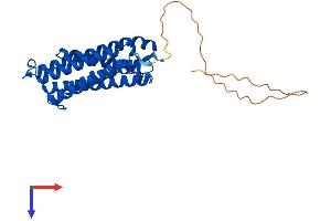 Cytochrome B Reductase 1 (CYBRD1) (AA 1-290) protein (His tag)