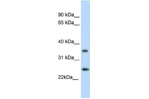 WB Suggested Anti-FADD Antibody Titration: 0. (FADD anticorps  (C-Term))