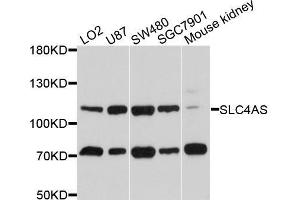 Western blot analysis of extracts of various cell lines, using SLC4A5 antibody (ABIN5998866) at 1/1000 dilution. (NBC4 anticorps)